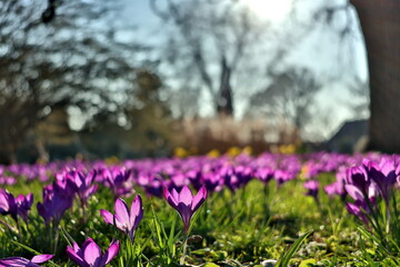 Frühlingserwachen im Freiburger Stadtgarten