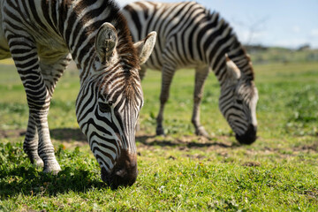 zebra eating grass in a herd