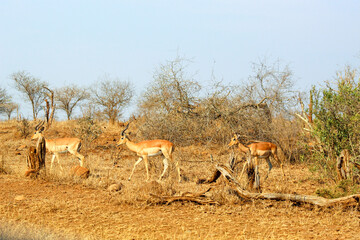 group of kudu in the savannah