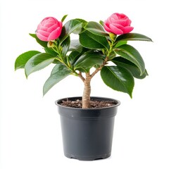 Obraz premium Pink Camellia Blossoms in a Black Pot Against White Background