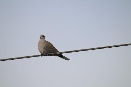 Eurasian collared dove, Streptopelia decaocto aka Eurasian Collared Dove perched on the electric wire. Isolated on blue background. Eurasian collared dove sitting on a electrical cable with blue sky
