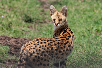Serval 