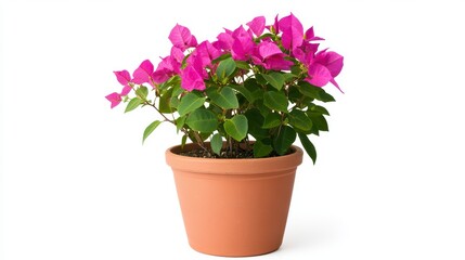 Vibrant Magenta Bougainvillea in Terracotta Pot Against White Background