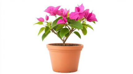 Vibrant Magenta Bougainvillea in Terracotta Pot on White