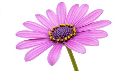 Vibrant Purple Daisy Close Up White Background
