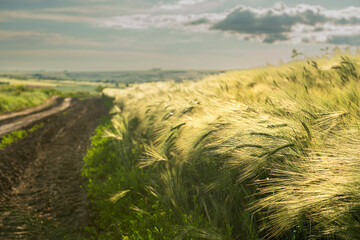 Dirt road among fields with green ripening wheat. Ears of wheat along the road. selective focus.
