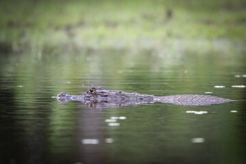The spectacled caiman, Caiman crocodilus, known as the white or common caiman