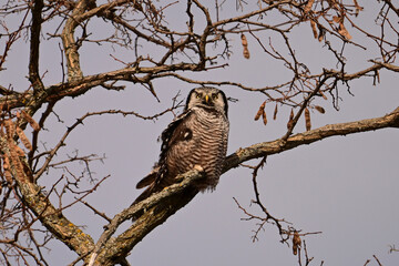 A rare Northern Hawk Owl from the Boreal forest sits perched in a tree