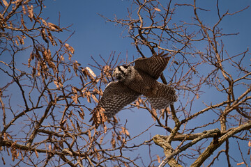 A rare Northern Hawk Owl from the Boreal forest in flight with its wings spread