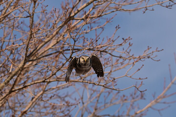 A rare Northern Hawk Owl from the Boreal forest in flight with its wings spread
