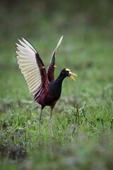 The northern jacana, Jacana spinosa is a wader, member of group of wetland birds