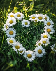 Obraz premium Heart Shaped Daisy Arrangement in Lush Green Grass Capturing a Serene and Natural Springtime Scene with Warm Sunlight and a Low Angle View