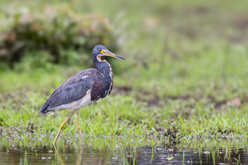 The tricolored heron, Egretta tricolor, formerly known as the Louisiana heron