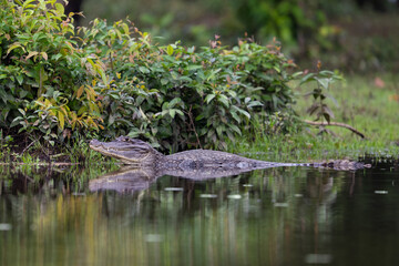 Naklejka premium The spectacled caiman, Caiman crocodilus, known as the white or common caiman