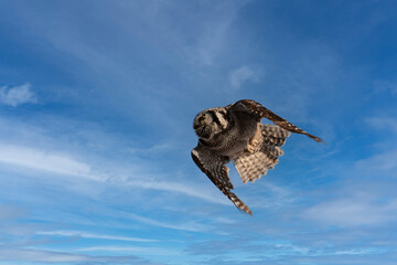 A rare Northern Hawk Owl from the Boreal forest in flight with its wings spread