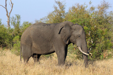 Obraz premium Elephants in Kruger Park South Africa