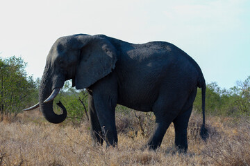 Obraz premium Elephants in Kruger Park South Africa