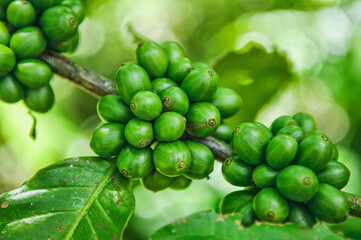 Coffee fruit at the coffee plantation in East Java, Indonesia