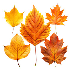Set of different leaf