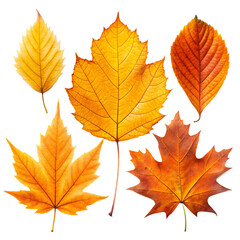 Fototapeta premium Set of different leaf