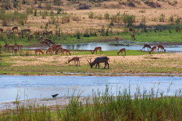 African animals grazing around lake in Kruger Park South Africa
