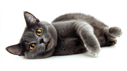 Playful British Shorthair Cat Lying on Back in Studio Portrait with Golden Eyes and Soft Gray Fur on White Backdrop