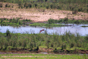 African animals grazing around lake in Kruger Park South Africa
