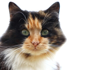 Portrait of a three-color fluffy cat on a white background