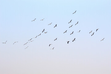 African birds in Kruger Park South Africa