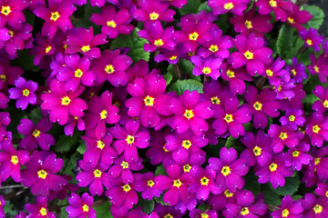 Pink primrose flowers in the garden. Summer floral background.