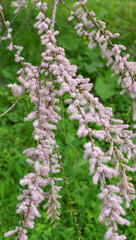 Obraz premium In the spring, tamarix grows in nature