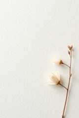 Delicate off-white blossoms on a slender stem against a textured ivory background provide a minimalist floral design element.