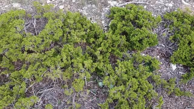  Overhead View of a Juniper Shrub -593
