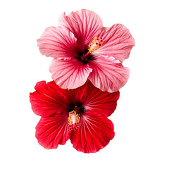 Two Hibiscus Flowers Vibrant Red and Pink Blooms Nature's Beauty