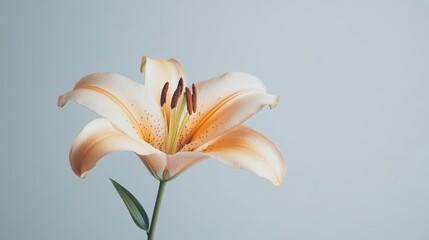 Obraz premium A beautiful single lily flower in full bloom on a white isolated background