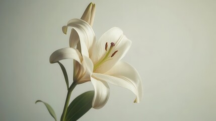 Obraz premium A beautiful single lily flower in full bloom on a white isolated background
