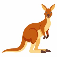 kangaroo  isolated on white background