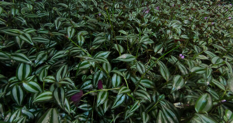 Plants in the botanical garden.