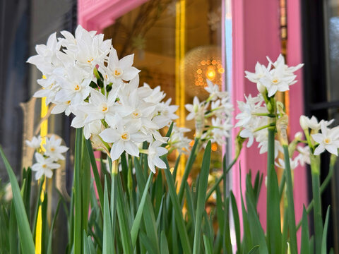 Narcissus daffodils paperwhite white blooms