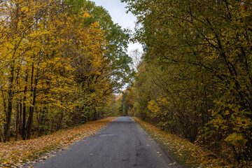 an asphalt road on the side of which a large number of maple trees grow in the autumn season