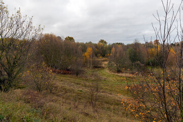 dreary nature in cloudy autumn weather and a lonely birch tree