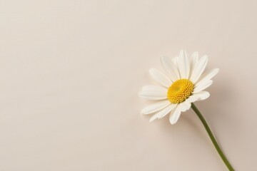 Obraz premium A single daisy flower with white petals and a yellow center rests on a neutral background, exhibiting a simple elegance and purity.