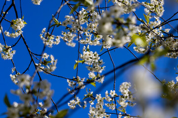 sunny weather in an orchard with cherries