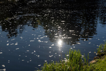 a wide but shallow river with a large current