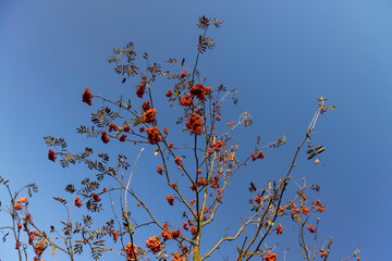 ripe red rowan berries after leaf fall against a blue sky background