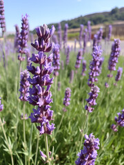 Naklejka premium Lavanda