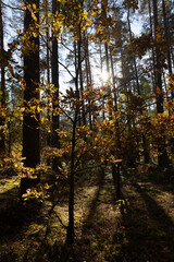 deciduous trees during the autumn fall in a mixed forest