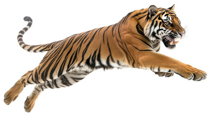Jumping roaring Bengal tiger isolated, representing a powerful wild predator, perfect for jungle, wildlife, and safari-themed visuals.