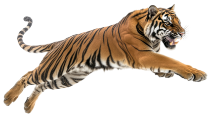 Jumping roaring Bengal tiger isolated, representing a powerful wild predator, perfect for jungle, wildlife, and safari-themed visuals.