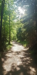 Obraz premium Discover a serene forest pathway illuminated by sunlight filtering through lush green trees. This tranquil outdoor scene invites exploration and peace.